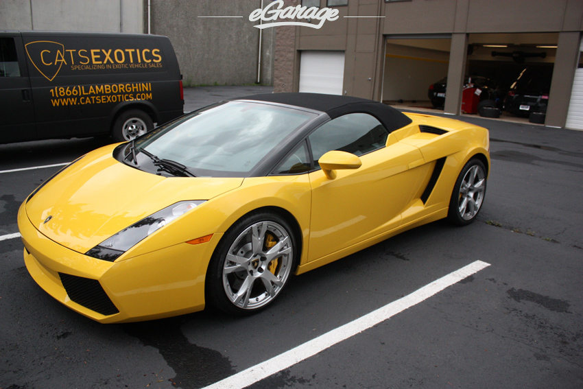 Gallardo Cats Exotics IMG 3276 Cats Exotics Gallardo: No Cream Puff