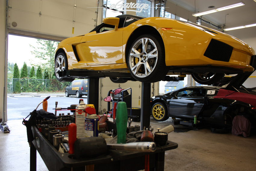 Gallardo Cats Exotics IMG 3297 Cats Exotics Gallardo: No Cream Puff