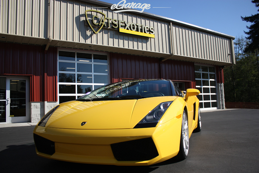 Gallardo Cats Exotics IMG 3732 Cats Exotics Gallardo: No Cream Puff