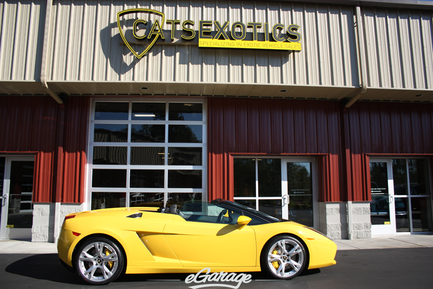 Gallardo Cats Exotics IMG 3734 copy Cats Exotics Gallardo: No Cream Puff